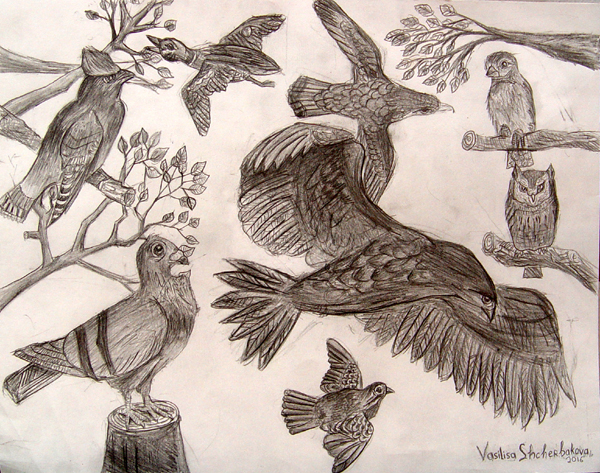 Birds