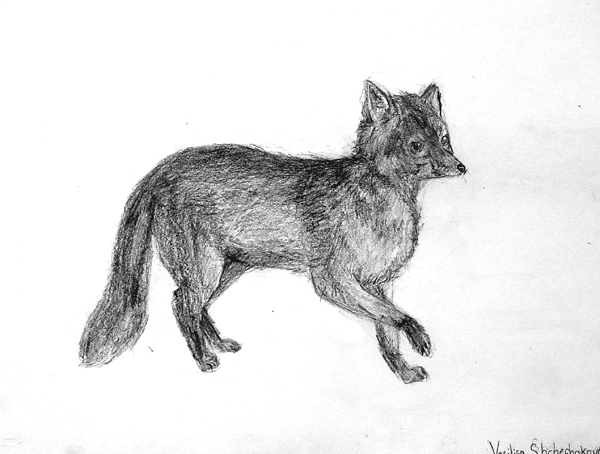 Fox