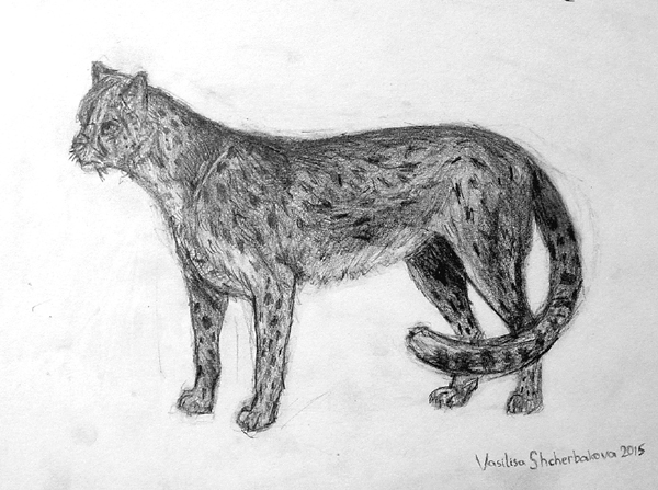 Jaguar