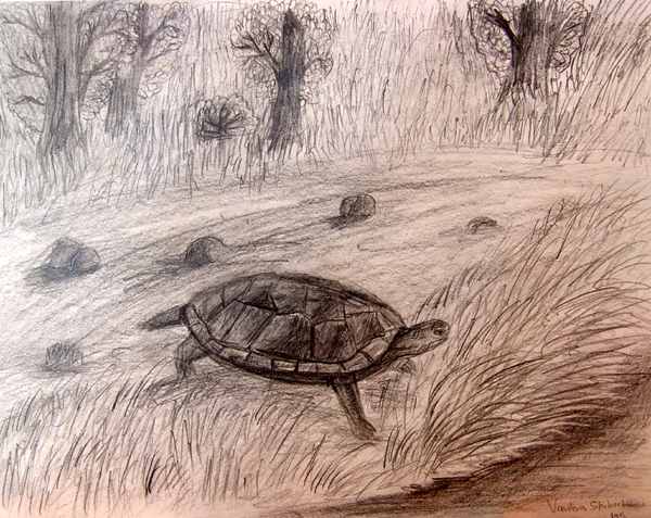 Turtle