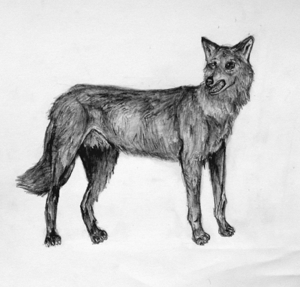 Wolf
