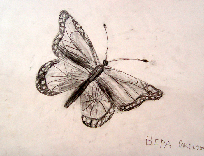 Butterfly