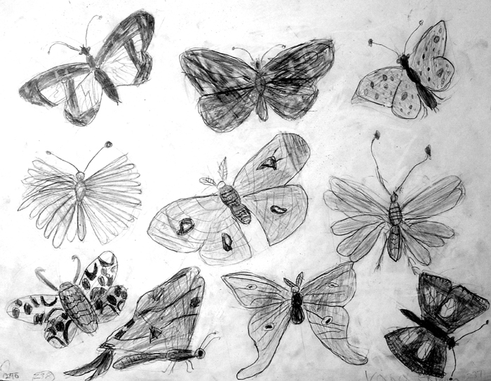 Insects
