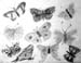 Insects