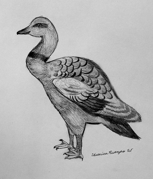 Duck