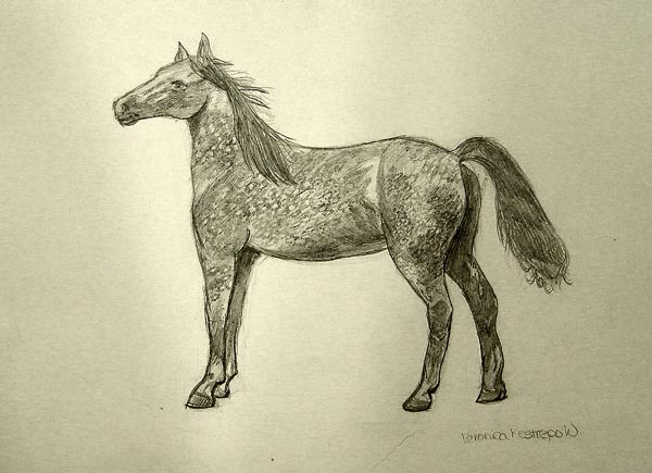 Horse