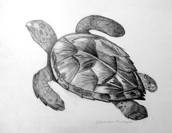 Turtle