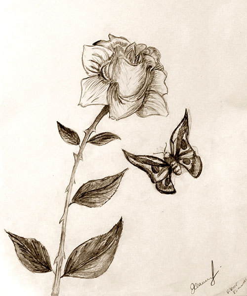 A_rose_and_a_butterfly