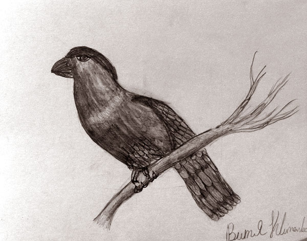 Bird