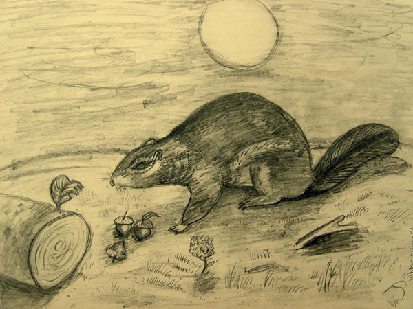 Squirrel