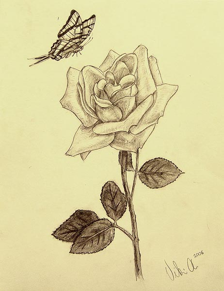 A_rose_and_a_butterfly