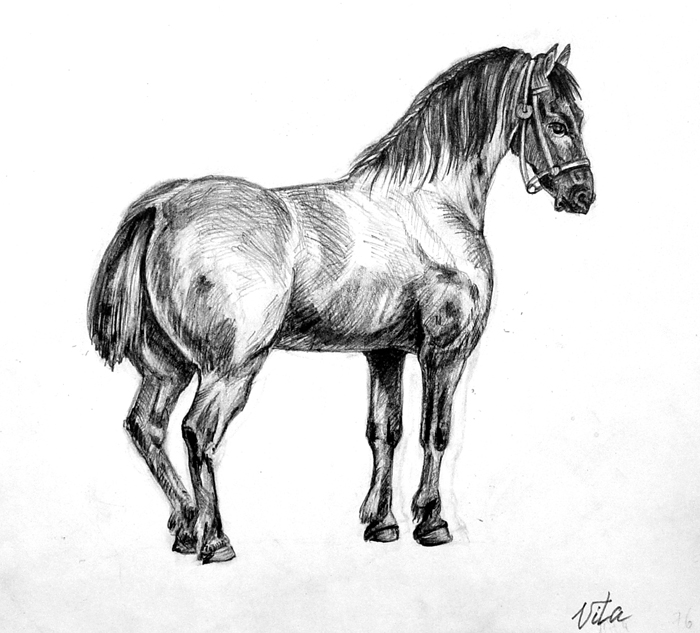 Horse