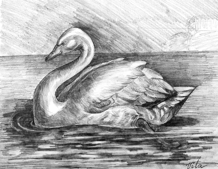 Swan
