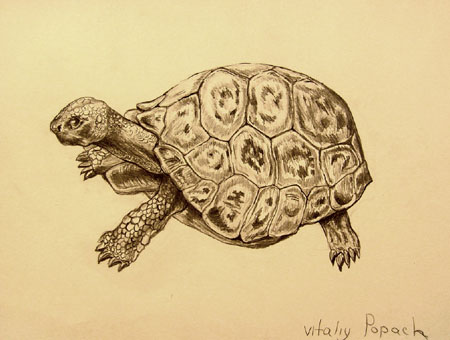 Turtle