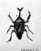 Bug_5
