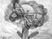 Butterfly_2