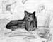 Cat_2