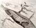 Lizard