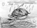 Turtle_2