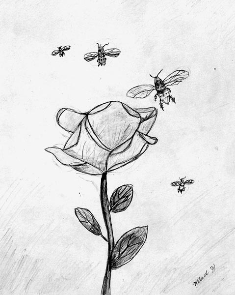 A-rose_and_bees