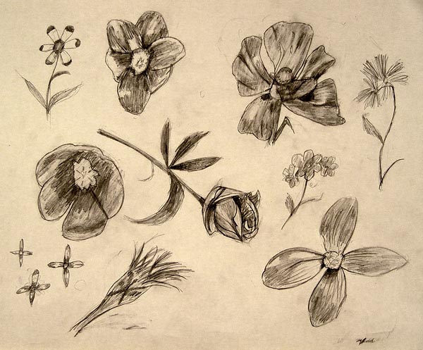 Sketches_(flowers)
