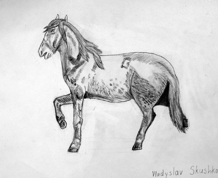 Horse