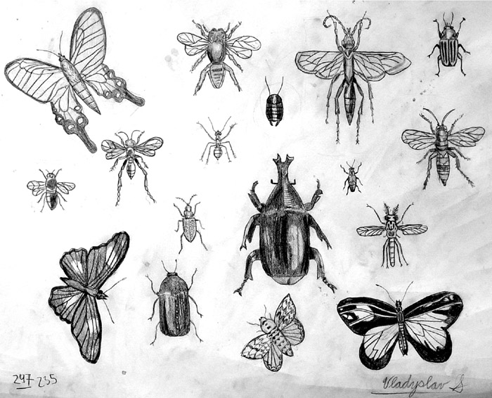 Insects