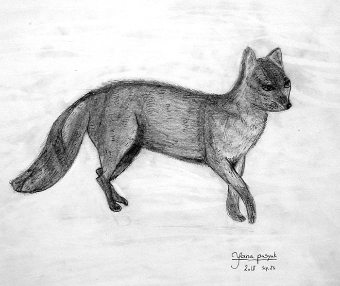 Fox