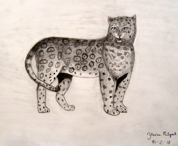 Leopard