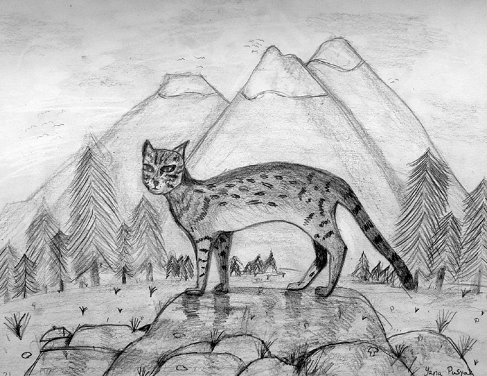Wild_cat