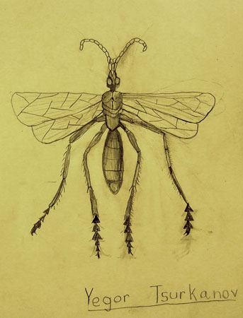 Insect