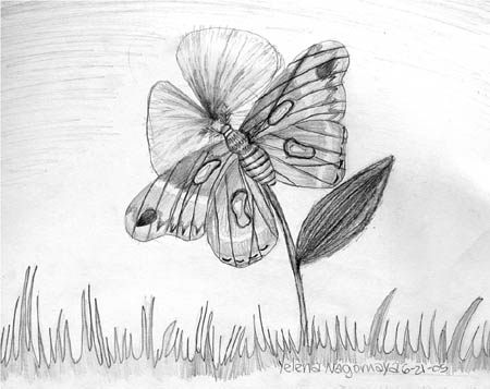 Butterfly