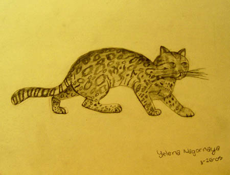 Wild_cat