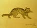 Wild_cat