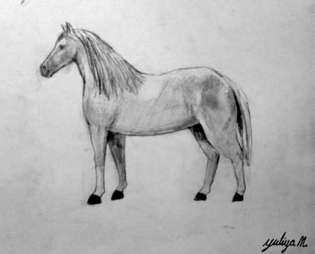 Horse