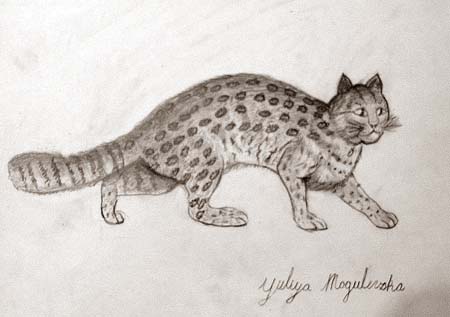 Wild cat