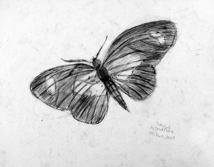 Butterfly