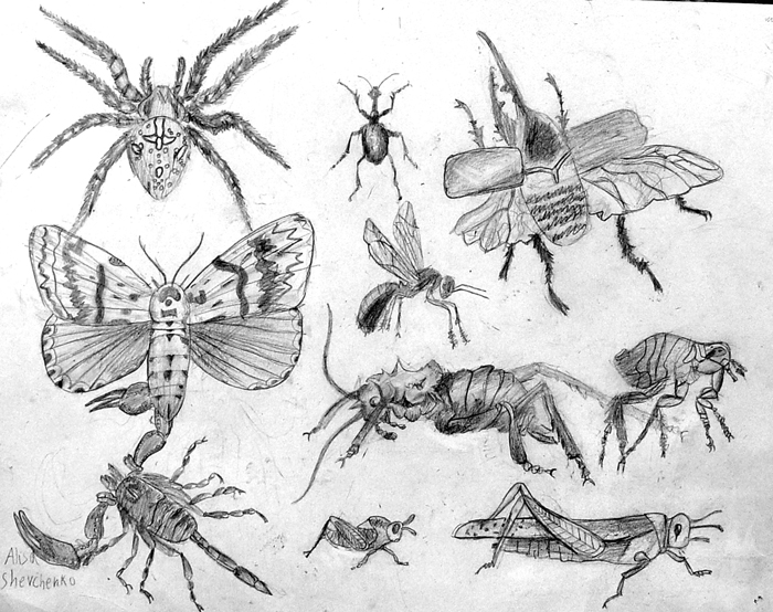 Insects