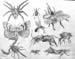Insects