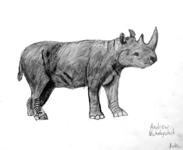 Rhinoceros