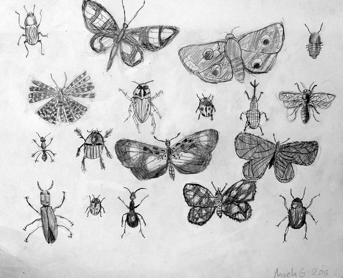 Insects