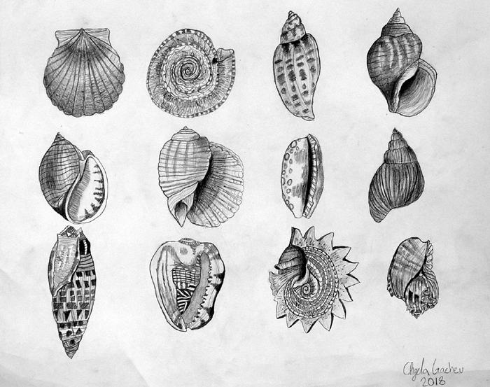 Shells