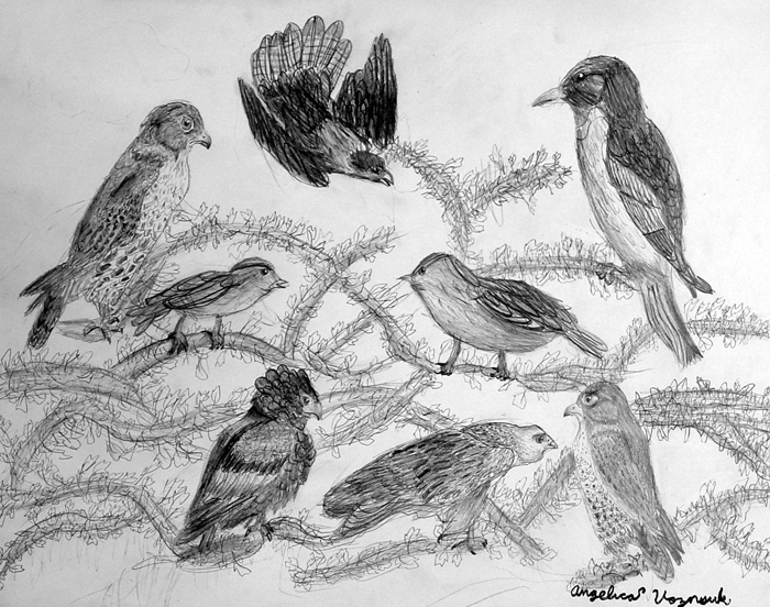 Birds