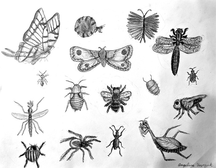 Insects