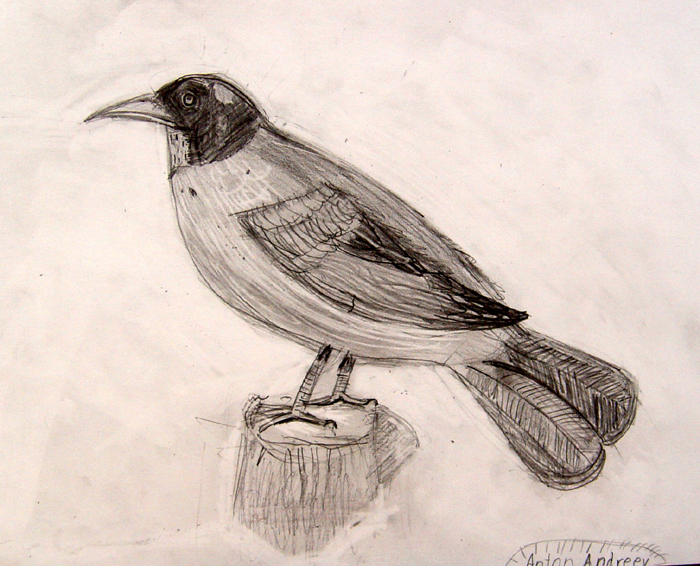 Bird