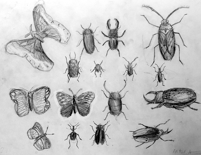 Insects