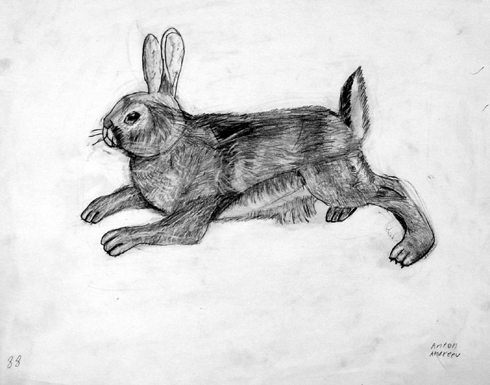 Rabbit