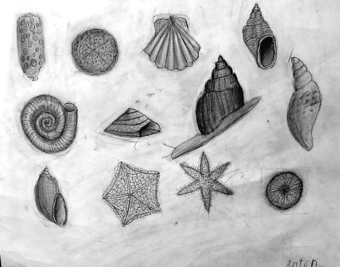 Shells