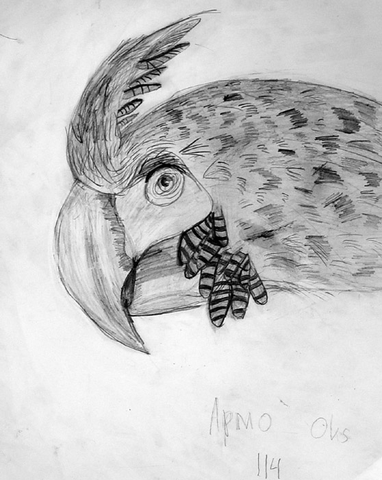 Macaw
