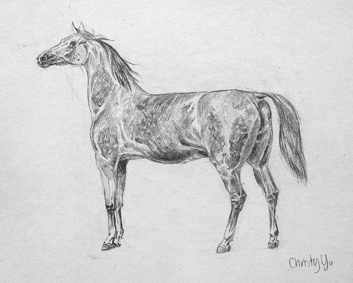 Horse